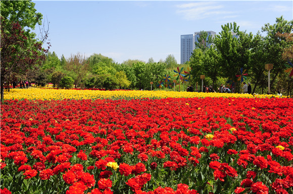 綠博園「問花節」還在持續中 鬱金香更艷麗絢爛
