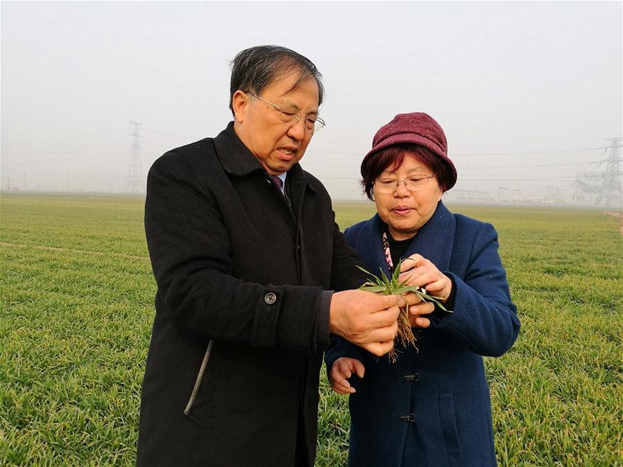 “育种科研并蒂莲，麦田菜园竞芬芳”——一对“育种侠侣”的诗意爱情