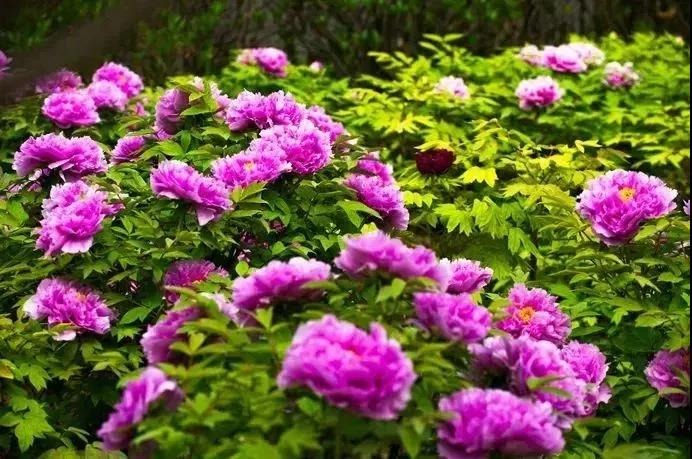 百余种洛阳牡丹启程参加2019年北京世园会