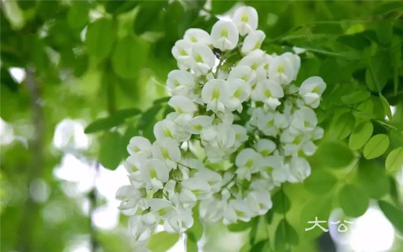 又是一年槐花季，美景美食在轿顶