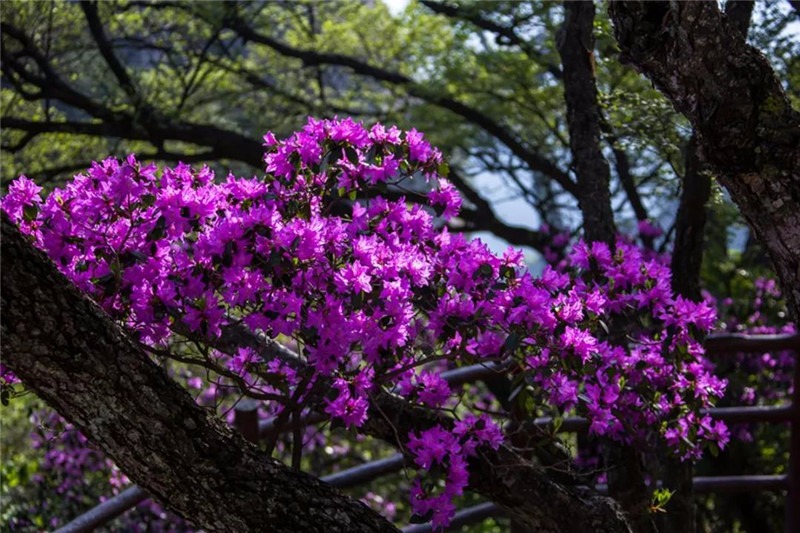 老君山：漫山含翠时，杜鹃花开艳