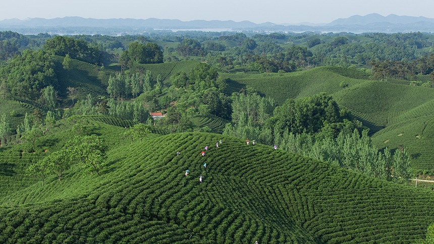 信阳市文新茶村(茶园)入选“中国美丽茶园”