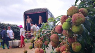 5月份中国CPI同比涨幅创15个月新高 鲜果价格处历史高位