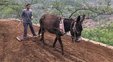 王金庄梯田的春播方式