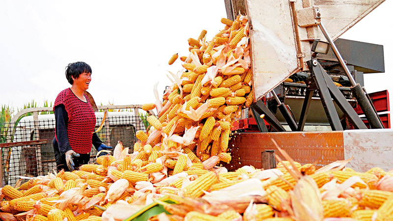 粮食白皮书：连年丰收 有能力端牢饭碗