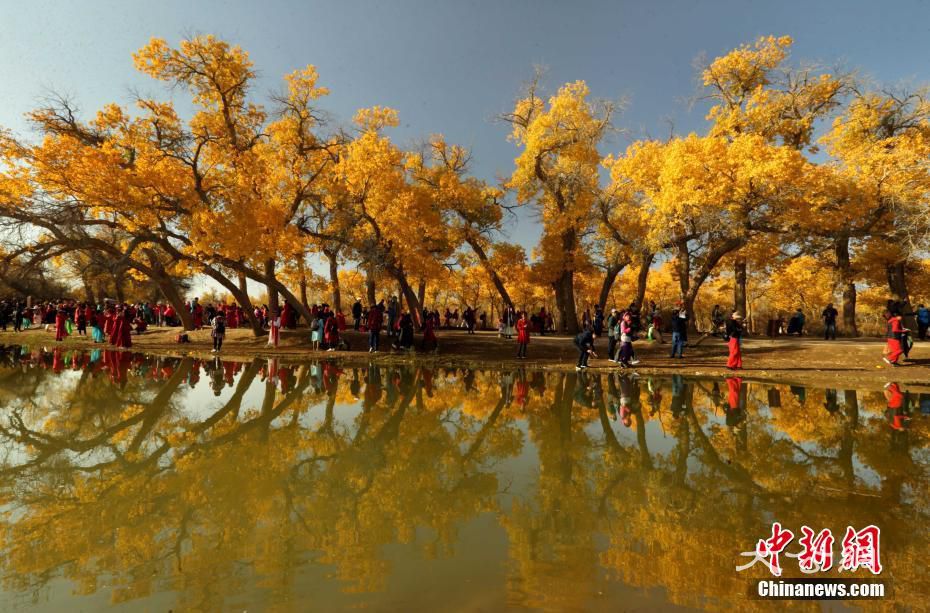 胡楊林正值觀賞季 呈現夢幻般金黃色