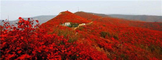 三棲賞紅模式 九大賞紅福利 青天河紅葉盛宴即刻開啟