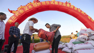 袁隆平第三代杂交稻亩产破千公斤