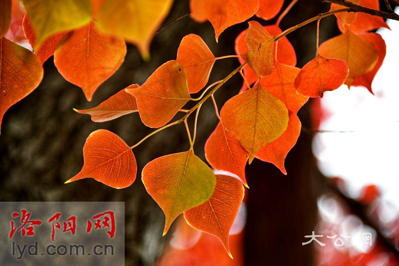 <<點擊瀏覽上一頁