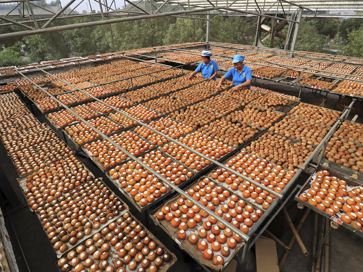 沈松《江门新会特产“小青桔”茶》