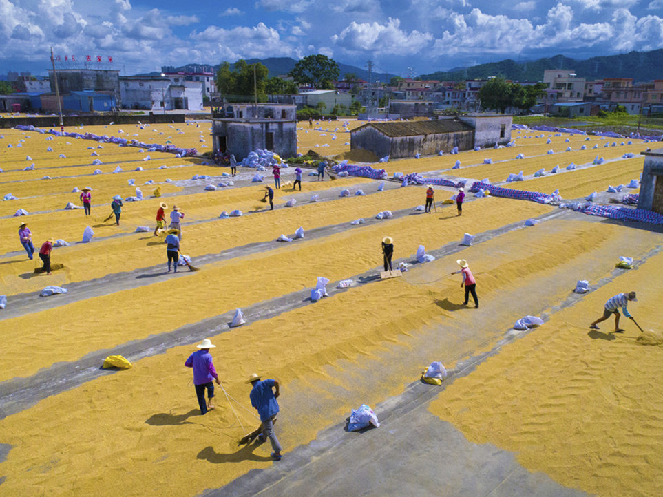 张鉴来《丰收乐章》