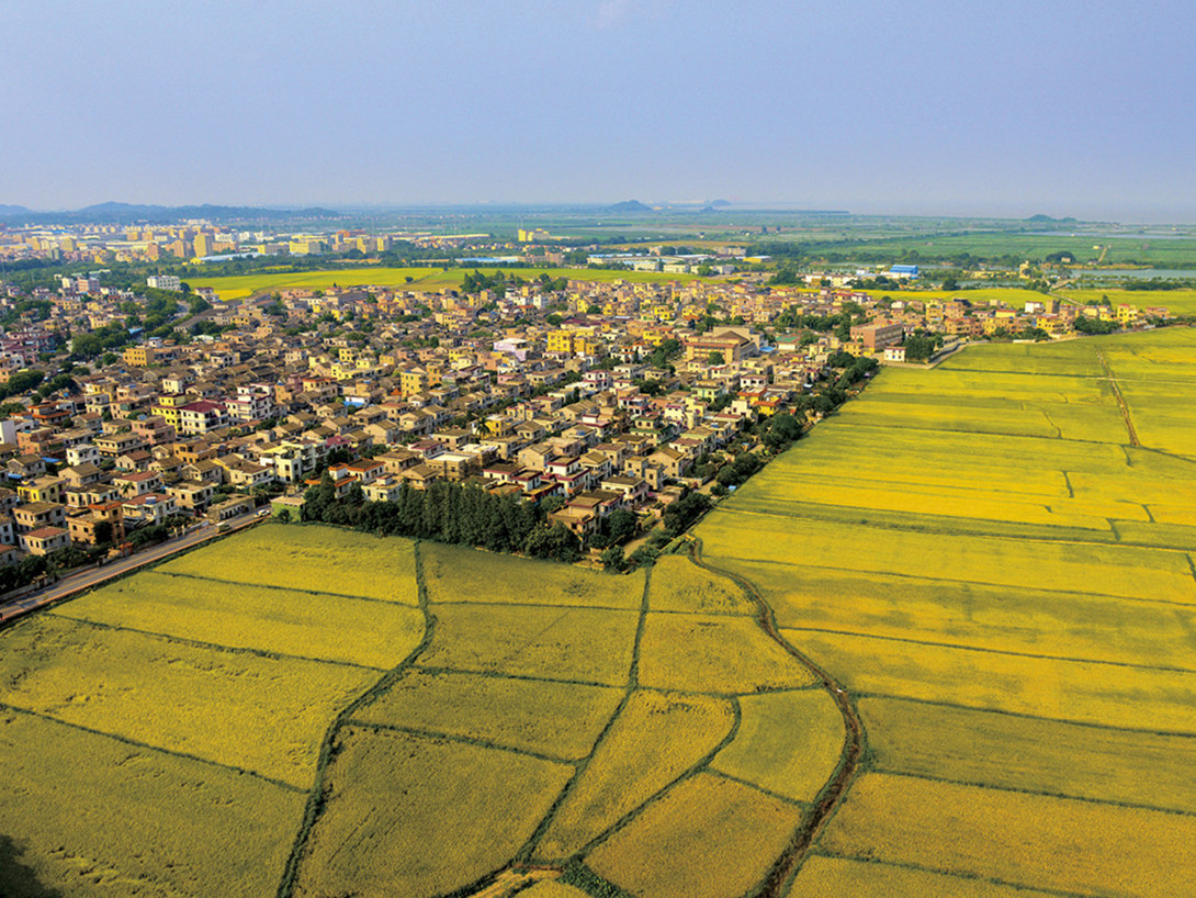 张鉴来《风土人情 金色村庄》