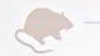 国家卫健委:2名肺鼠疫病例仍病情危重 全国无新增病例报告