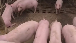 4万吨中央储备冻猪肉即将投放 投放量超前三次总和