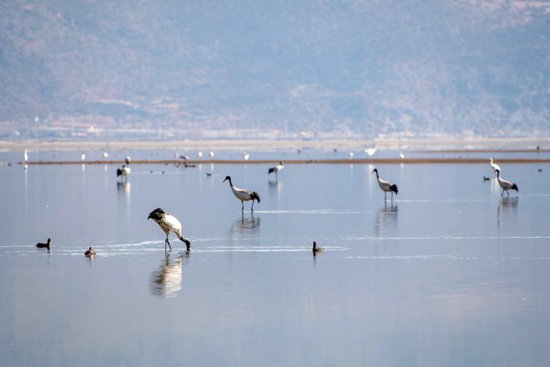 香格里拉看百鳥嬉戲 賞冬日風光