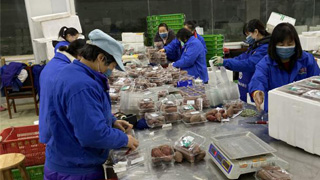 港资农场增产 日供武汉20吨蔬菜