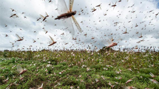 蝗灾来袭 印巴拟携手灭虫