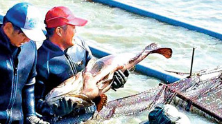 两岸关系恶化 台渔农业受挫