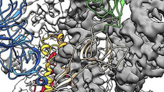新冠病毒3D高清图出炉 助研制疫苗