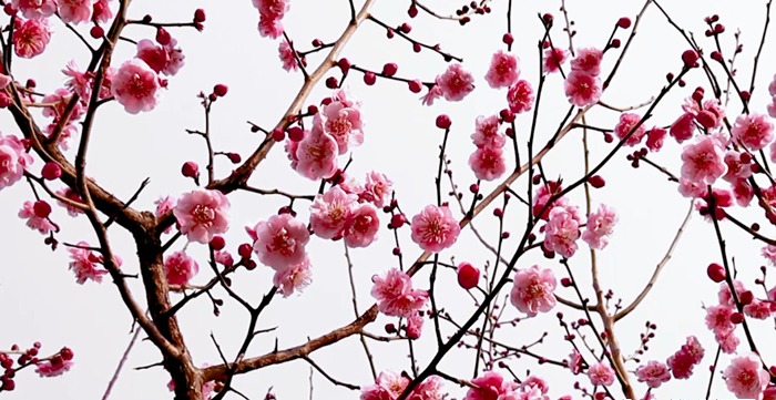 三门峡黄河公园：梅花争春 风动幽香来