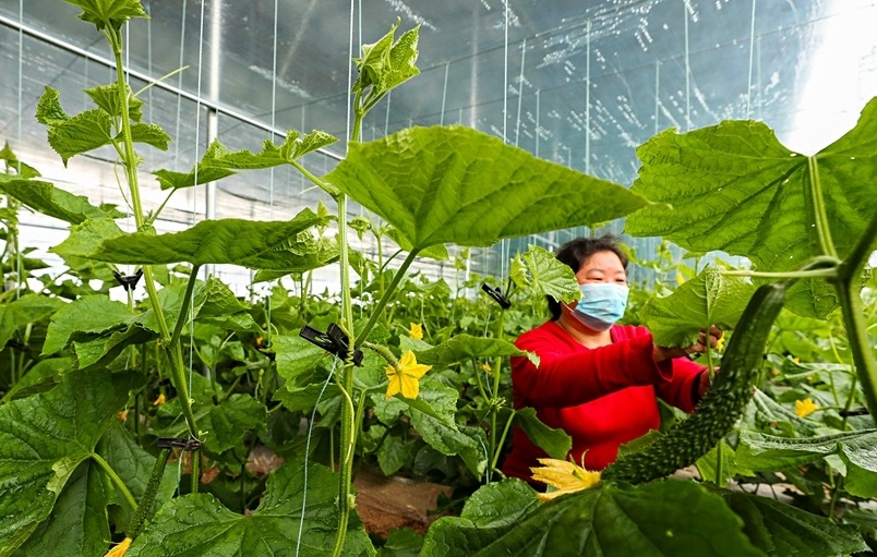 新乡：抢抓农时保绿蔬供应