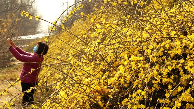 河南许昌迎春花开春意浓