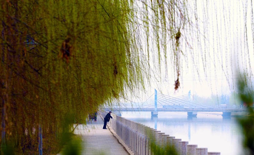 杨柳吐绿春意浓