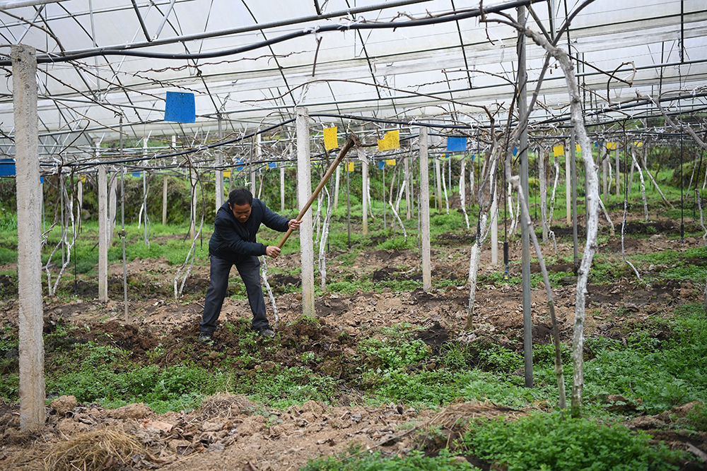 重庆黔江：“花果山”上满桃李 脱贫有了“摇钱树”
