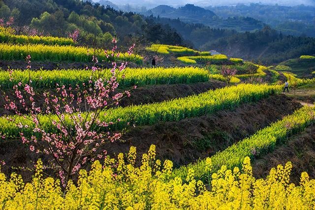 “疫”去春又回，老区樱花飞，新县邀你“云上”赏春连康山