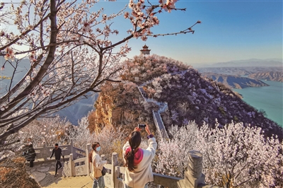 黃河岸邊桃花開 