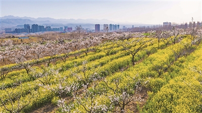 洛寧：春到山鄉田園美 美不勝收