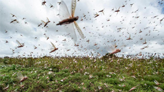 云南：3月底完成沙漠蝗林草灾害监测布点