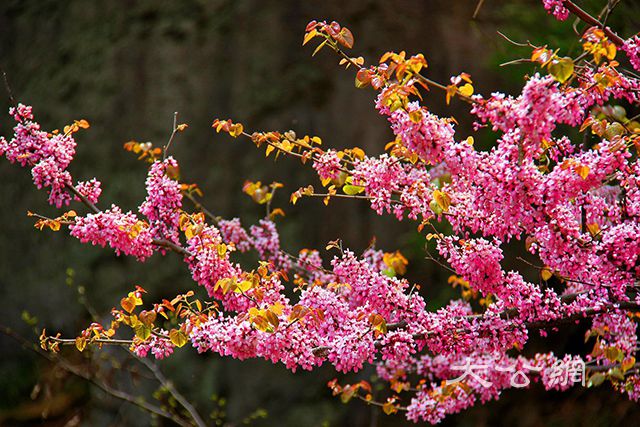 春分迎喜訊  堯山風景區3月21日正式開園