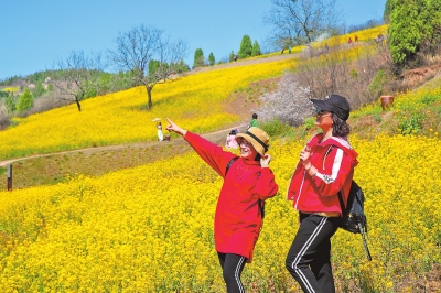 洛寧愛和小鎮油菜花盛開引眾多遊客