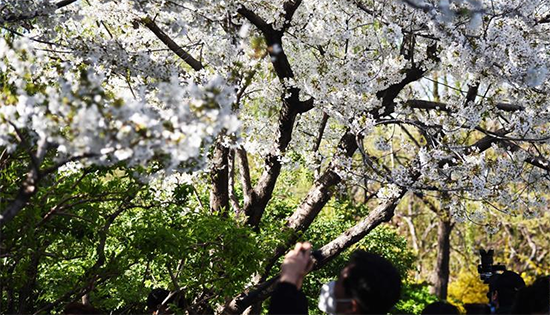 山東濟南：泉城春色好