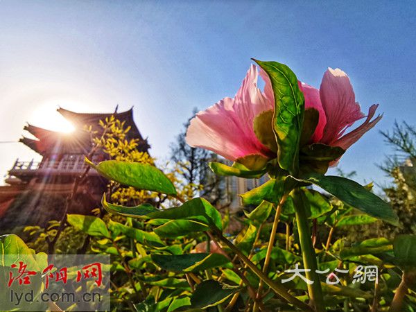 洛陽王城公園中國國花園已有牡丹開放