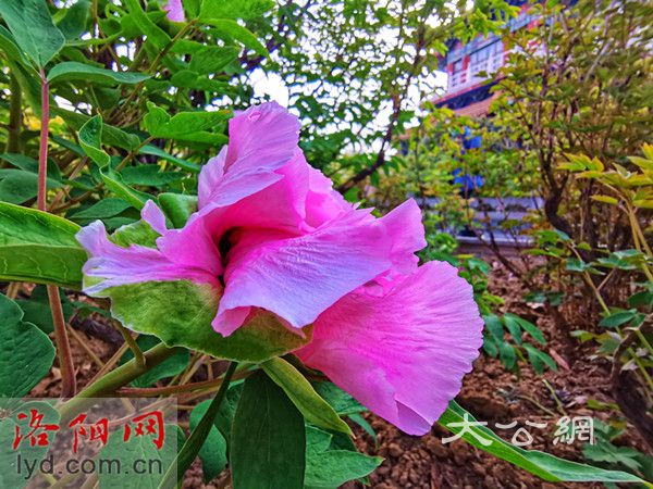 已經是最後一頁了