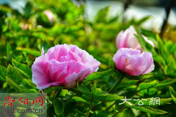 已經是最後一頁了