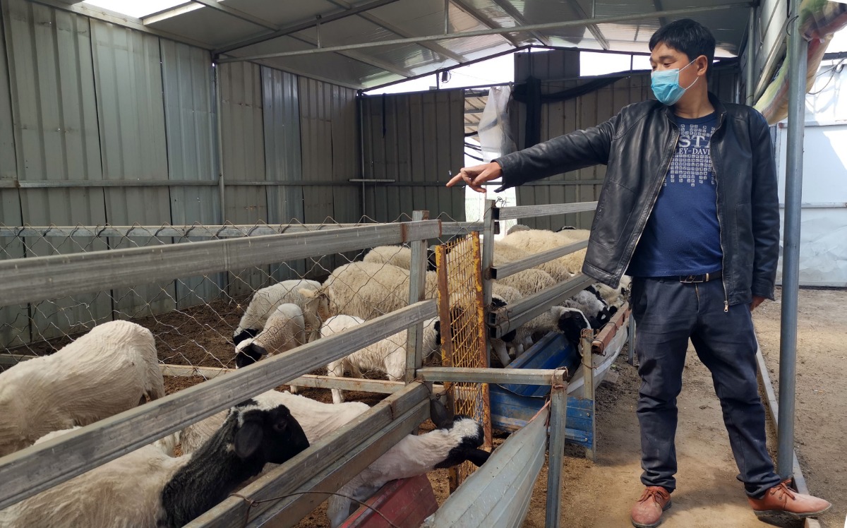 邓玉洲：赶着羊群奔小康