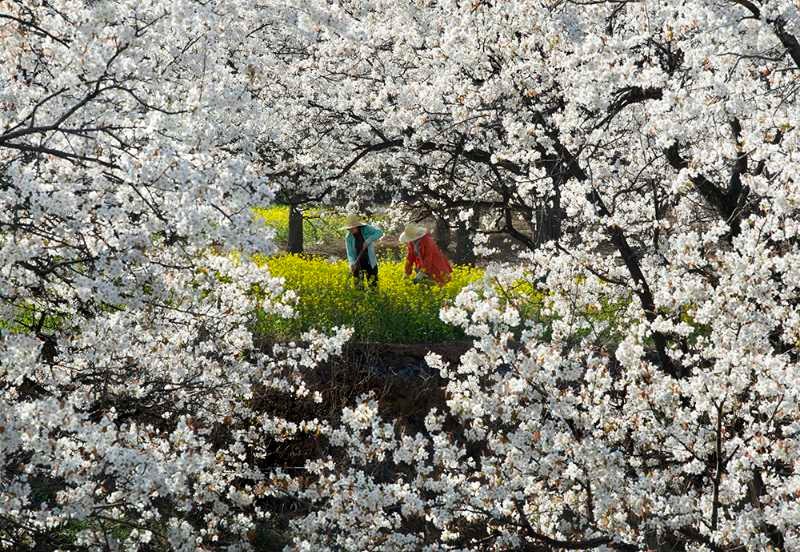 宁陵：万亩桃梨花芬芳  “云”上实地供观赏