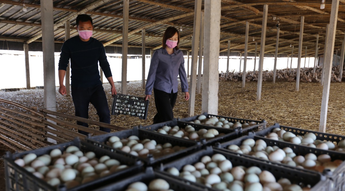 “鸭司令”何运行致富不忘乡邻投身扶贫事业