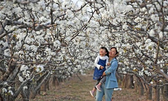 兰考：春花烂漫梨花美