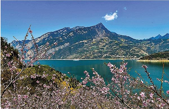 花兒不因疫情而失色 春暖花開 做足防疫賞美景