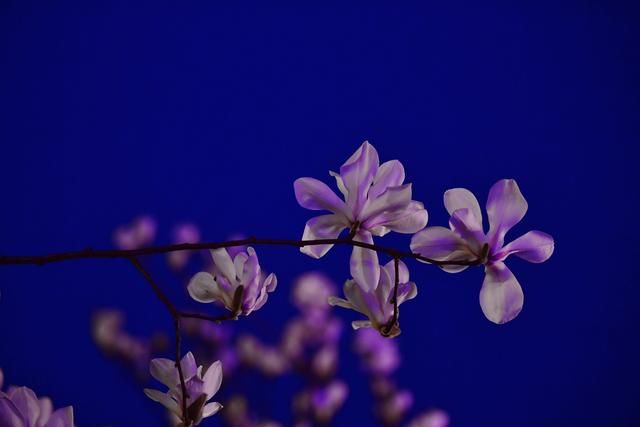 甘肅天水：玉蘭綻放夜色美