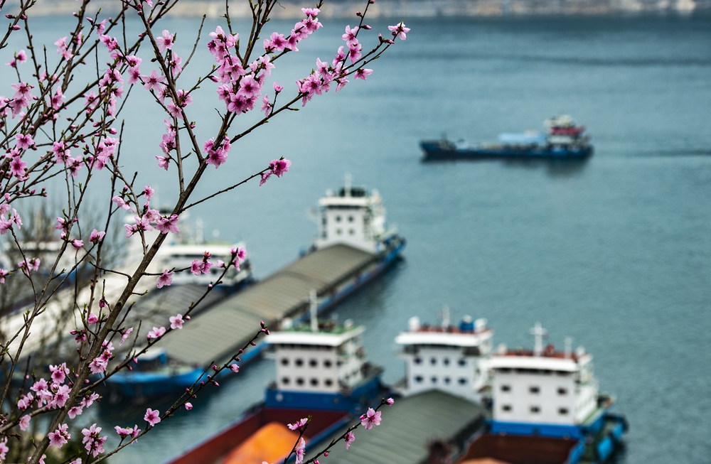 三峽庫區山花爛漫美如畫