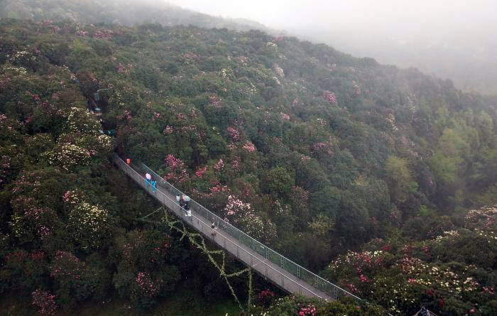 春暖花開 貴州百里杜鵑景區客流量回升