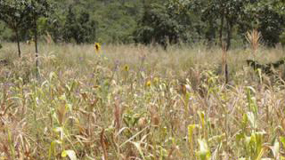 世贸组织及联合国机构呼吁确保疫情下全球粮食安全