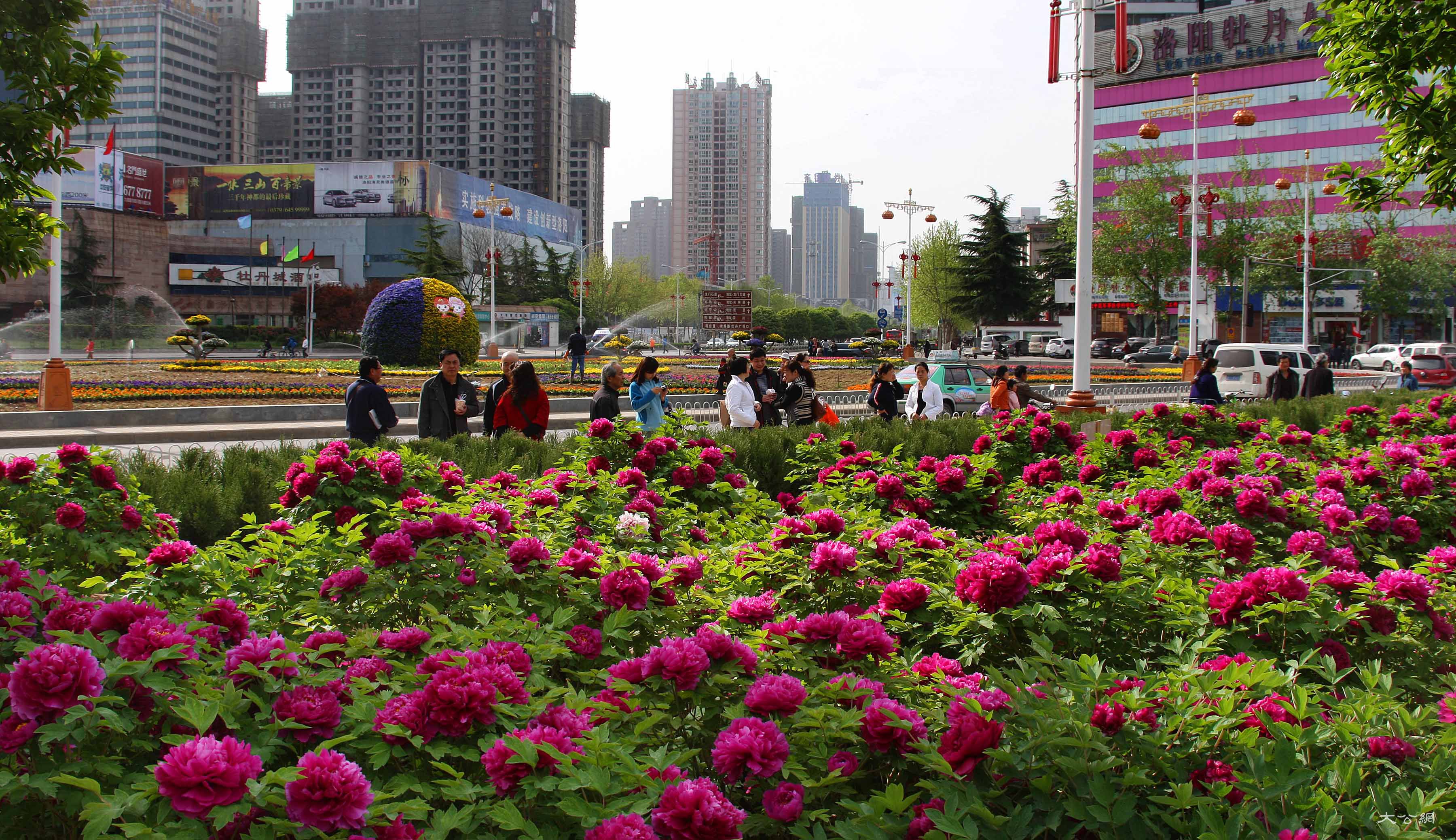 第38届洛阳牡丹文化节5日启幕  多景区送优惠福利