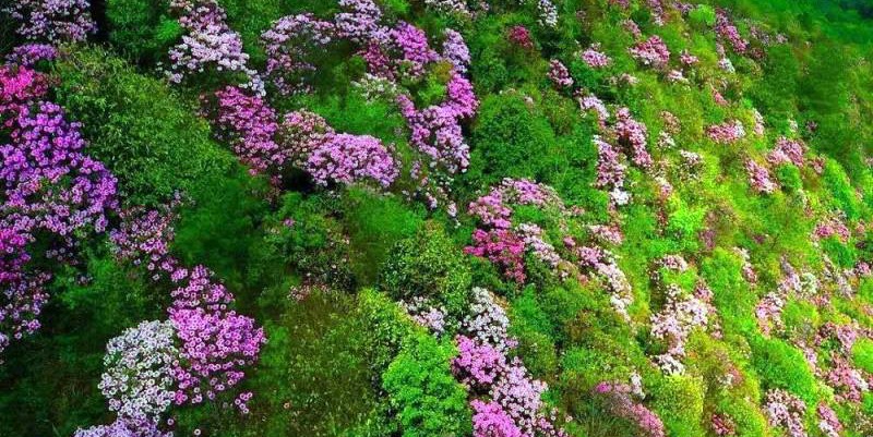 首届“鲁山县杜鹃花节”18日将开幕