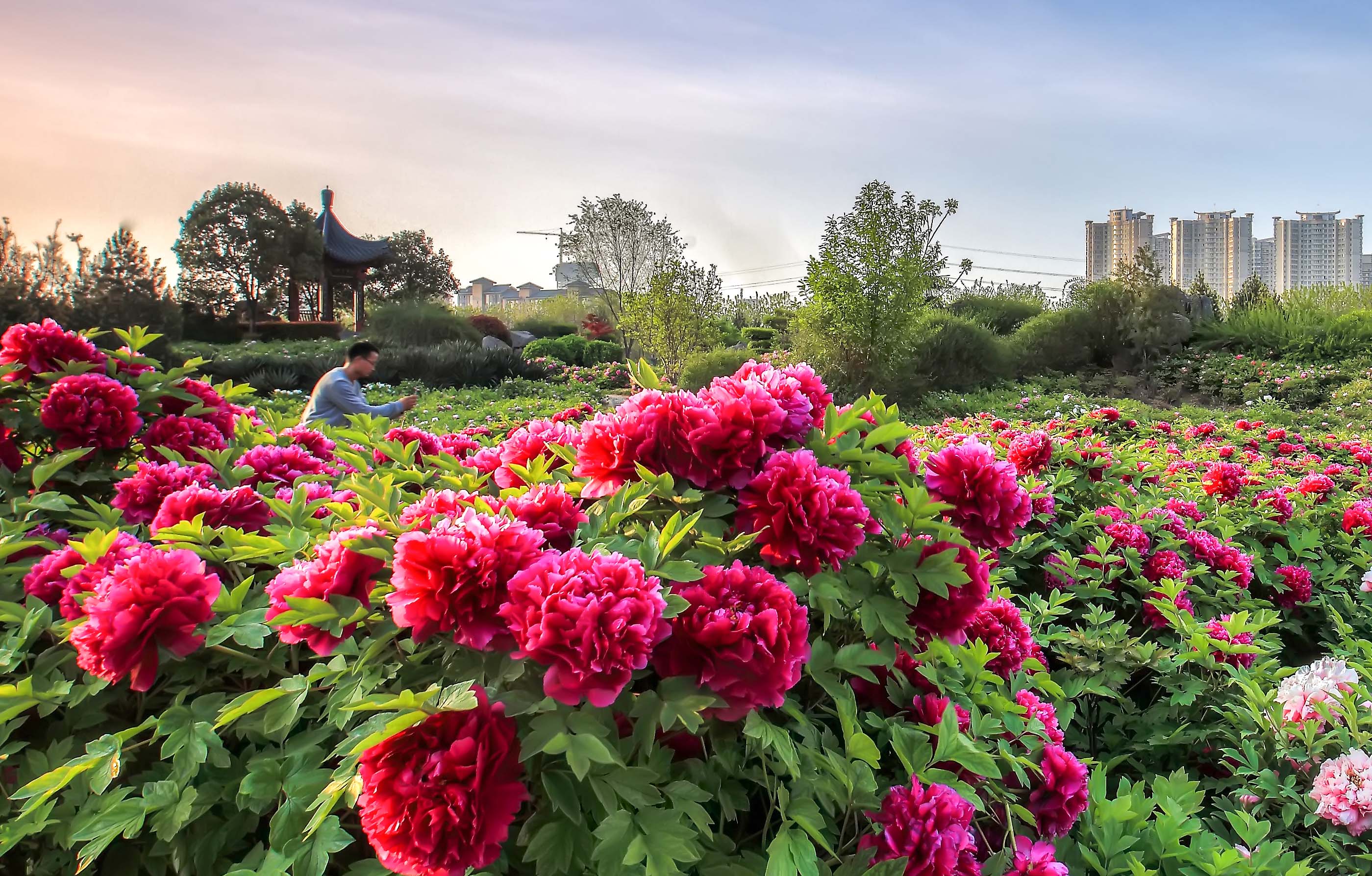 河南洛阳将推24小时大型线上直播 云赏牡丹